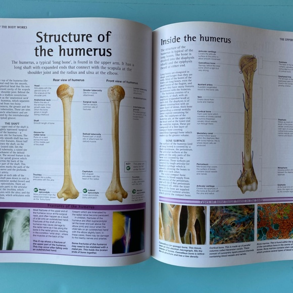 How the Body Works: A Comprehensive Illustrated Encyclopedia of Anatomy - Picture 4 of 4